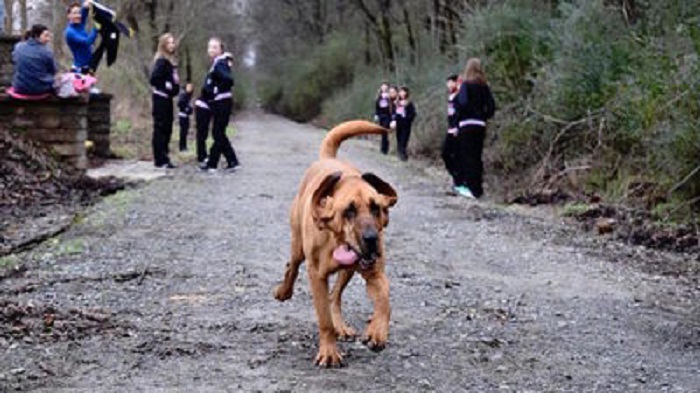 Un chien attend pendant deux semaines le retour de son maître mort